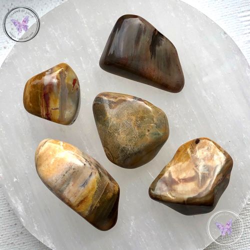 Petrified Wood Tumble Stone